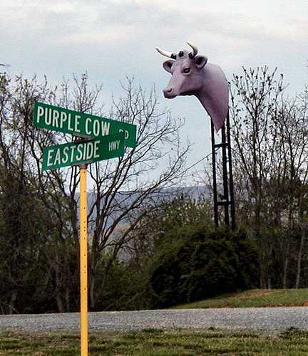 Purple Cow