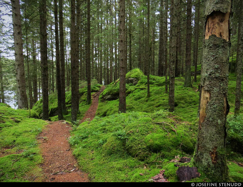 trail through forest